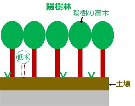 陽樹林 陰樹林|陰樹と陽樹の違いと代表的な樹木 